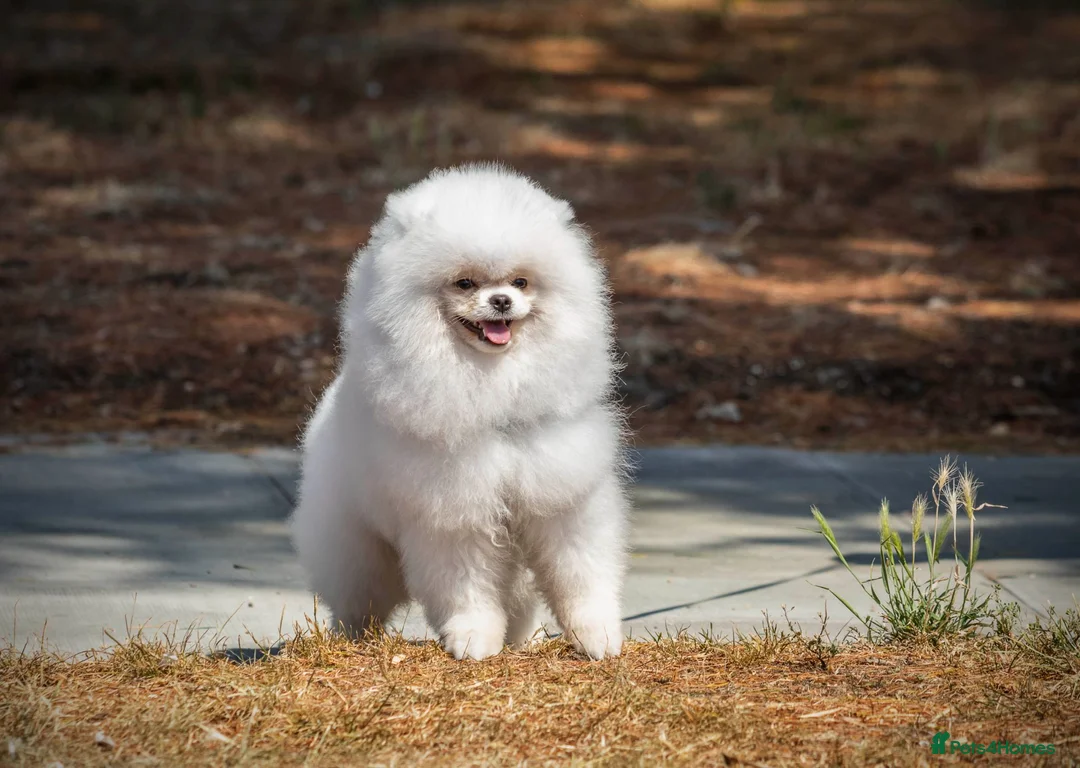 Pomeranian dogs for sale: Handsome boy, as elegant as a white cloud - Advert 1