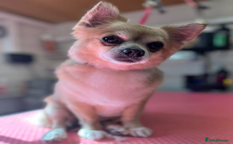Chihuahua dogs - Advert 14