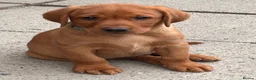 Labrador Retriever dogs for sale: Gorgeous Fox Red puppies in Kington - Advert 8