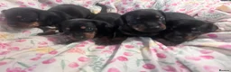 Jackshund dogs for sale: Jackhund puppies  - Advert 2