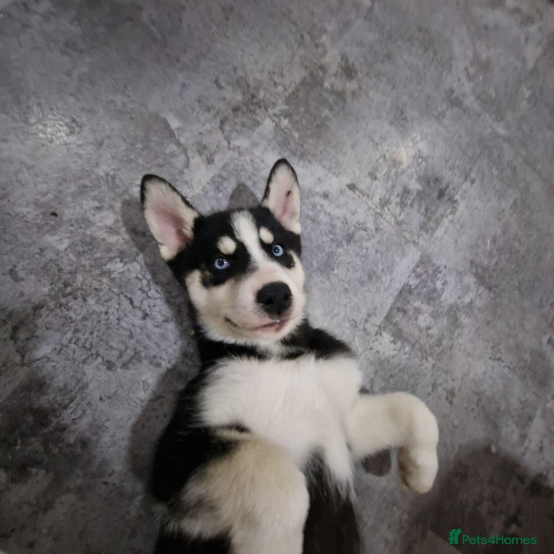 Siberian Husky dogs for sale: Adorable Husky pups for sale  - Advert 4