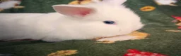 Lionhead rabbits for sale: 3 lion heads  - Advert 8