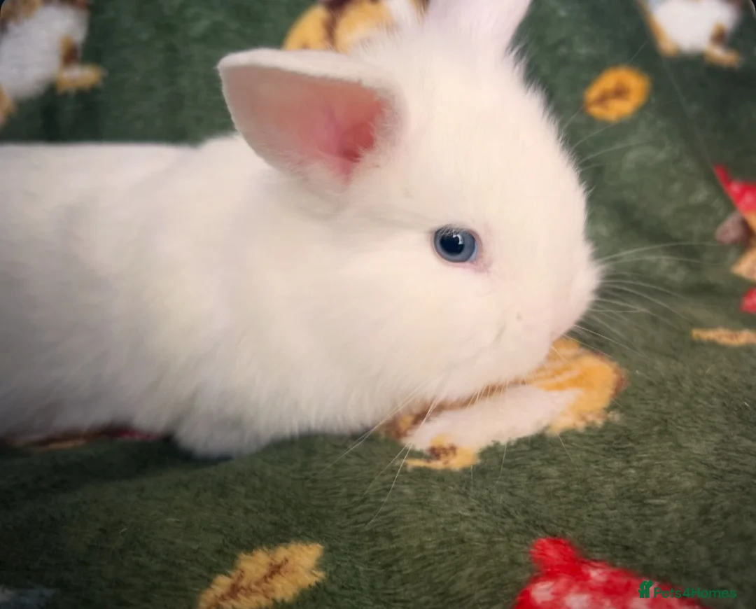 Lionhead rabbits for sale: 3 lion heads  - Advert 8