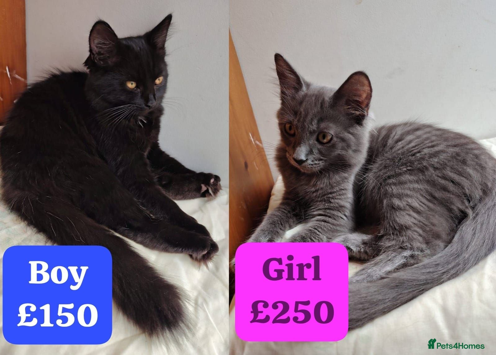 Mixed Breed cats 2 LEFT domestic x ragdoll mix kittens - Advert 1