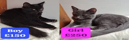 Mixed Breed cats for sale: 2 LEFT domestic x ragdoll mix kittens - Advert 1
