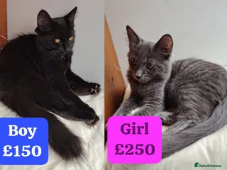 Mixed Breed cats 2 LEFT domestic x ragdoll mix kittens - Advert 2