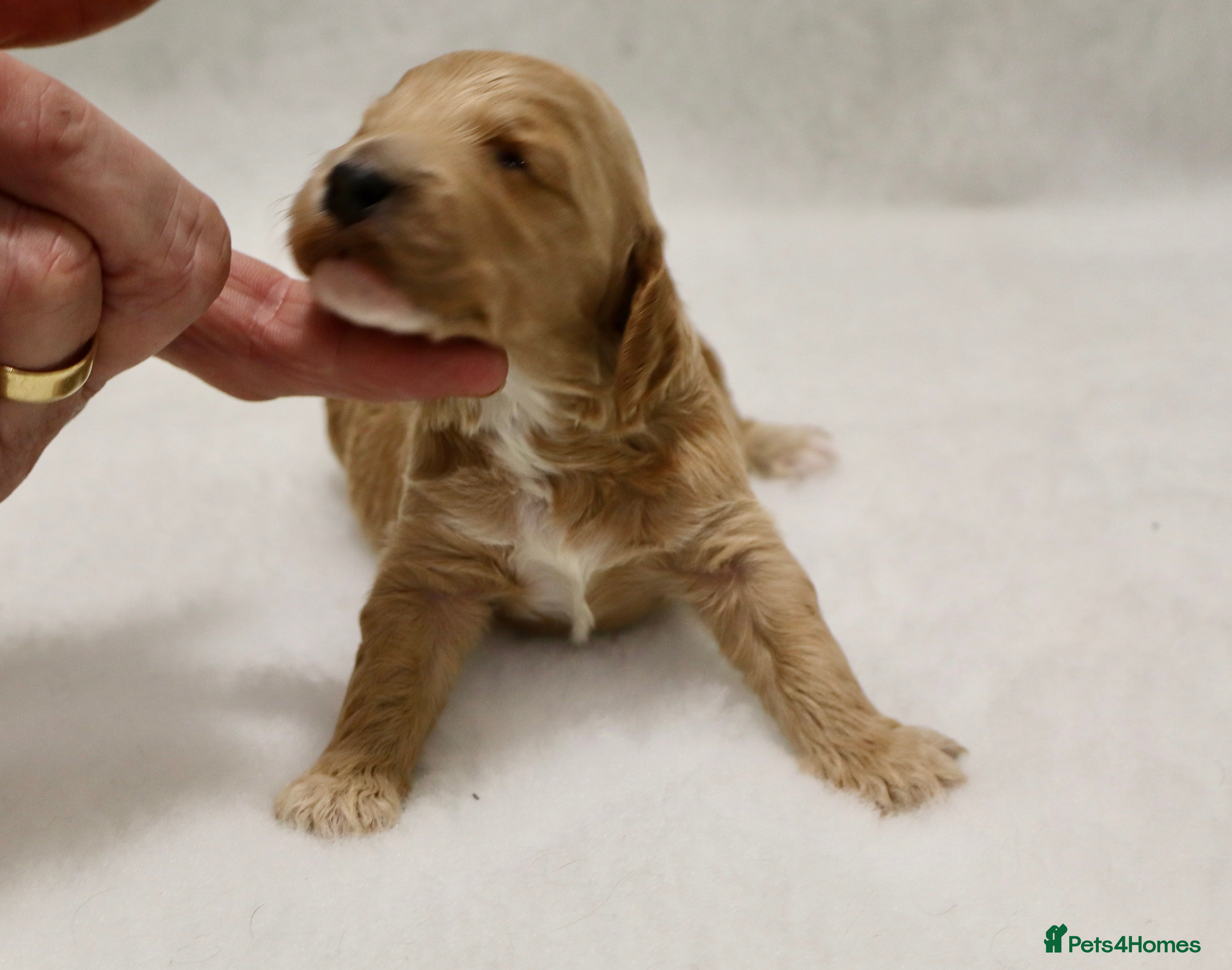 Cockapoo dogs 5 * BREEDERS, ELITE COCKAPOOS F1 PUPPIES - Advert 9