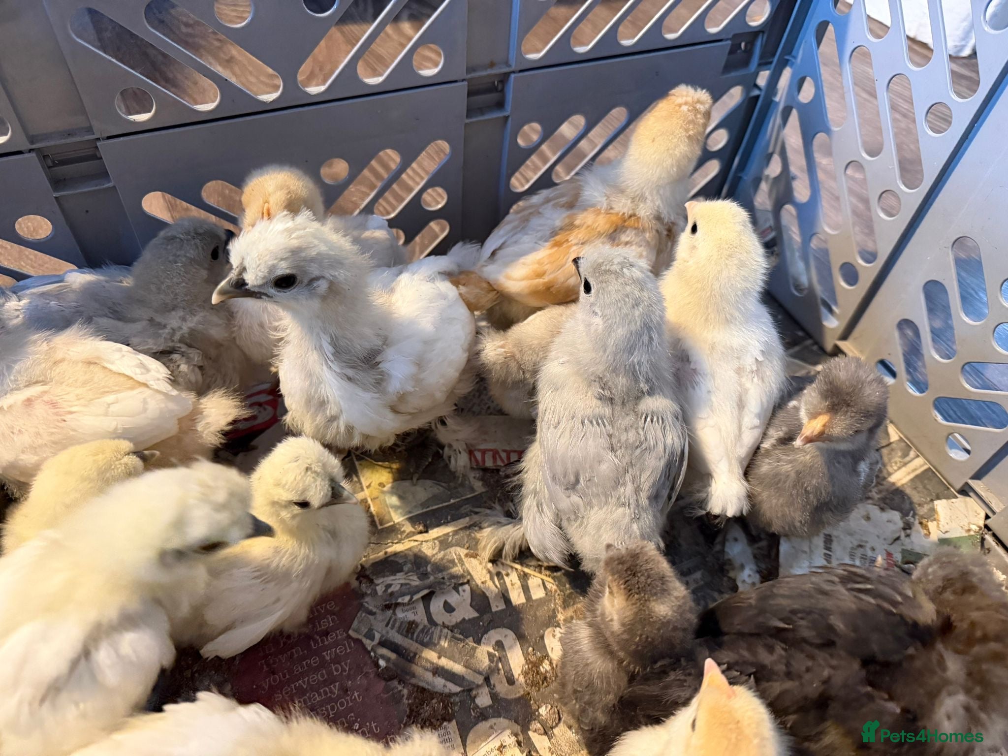 Chickens poultry for sale: Mixed banthams - Advert 2