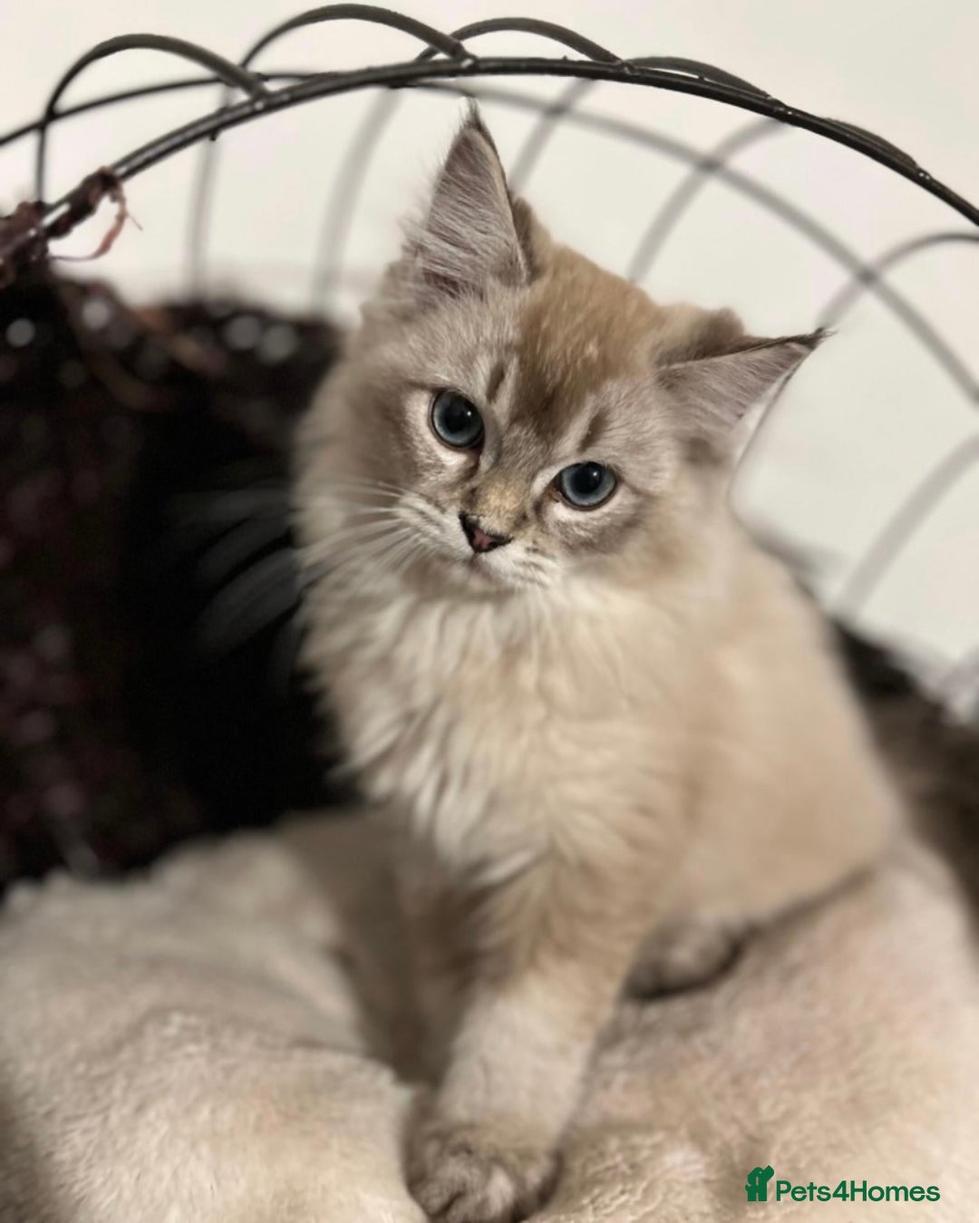 Ragdoll cats for sale: Beautiful Ragdoll Cross Male Kitten - Image 2