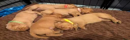 Labrador Retriever dogs for sale: Beautiful Fox Red Labrador Retriever Puppies - Advert 11