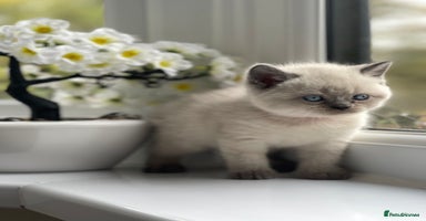 British Shorthair cats British Shorthair colour point kittens white  - Advert 4