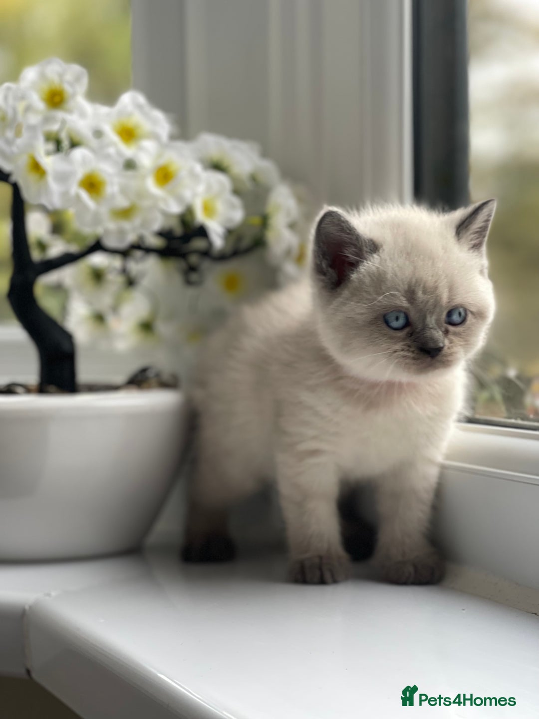 British Shorthair cats for sale: British Shorthair colour point kittens white  - Image 20