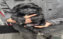 Cockapoo dogs for sale: Cockerpoo puppy last girl left  - Image 10