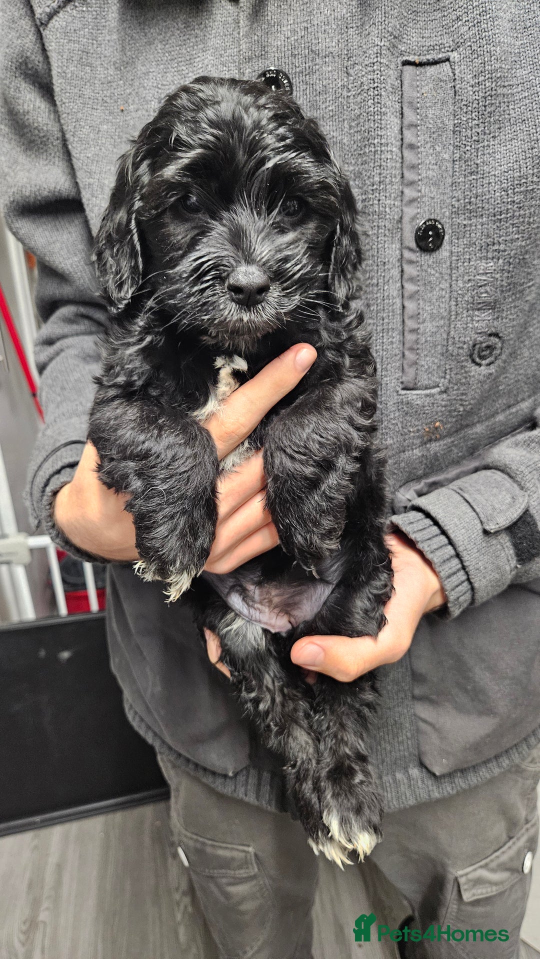 Cockapoo dogs for sale: Cockerpoo puppy last girl left  - Image 10