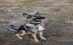 German Shepherd dogs for sale: Rescued  female Working Line German Shephard  - Image 4