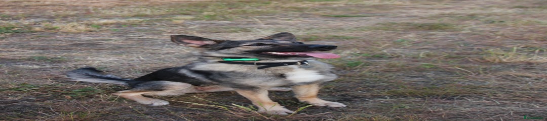 German Shepherd Puppy 1