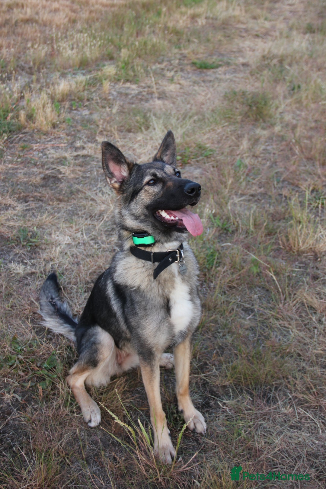 German Shepherd dogs for sale: Rescued  female Working Line German Shephard  - Image 4