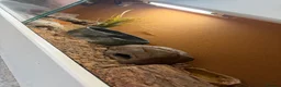 Gecko reptiles for sale: 4.5 year old leopard gecko  - Advert 3