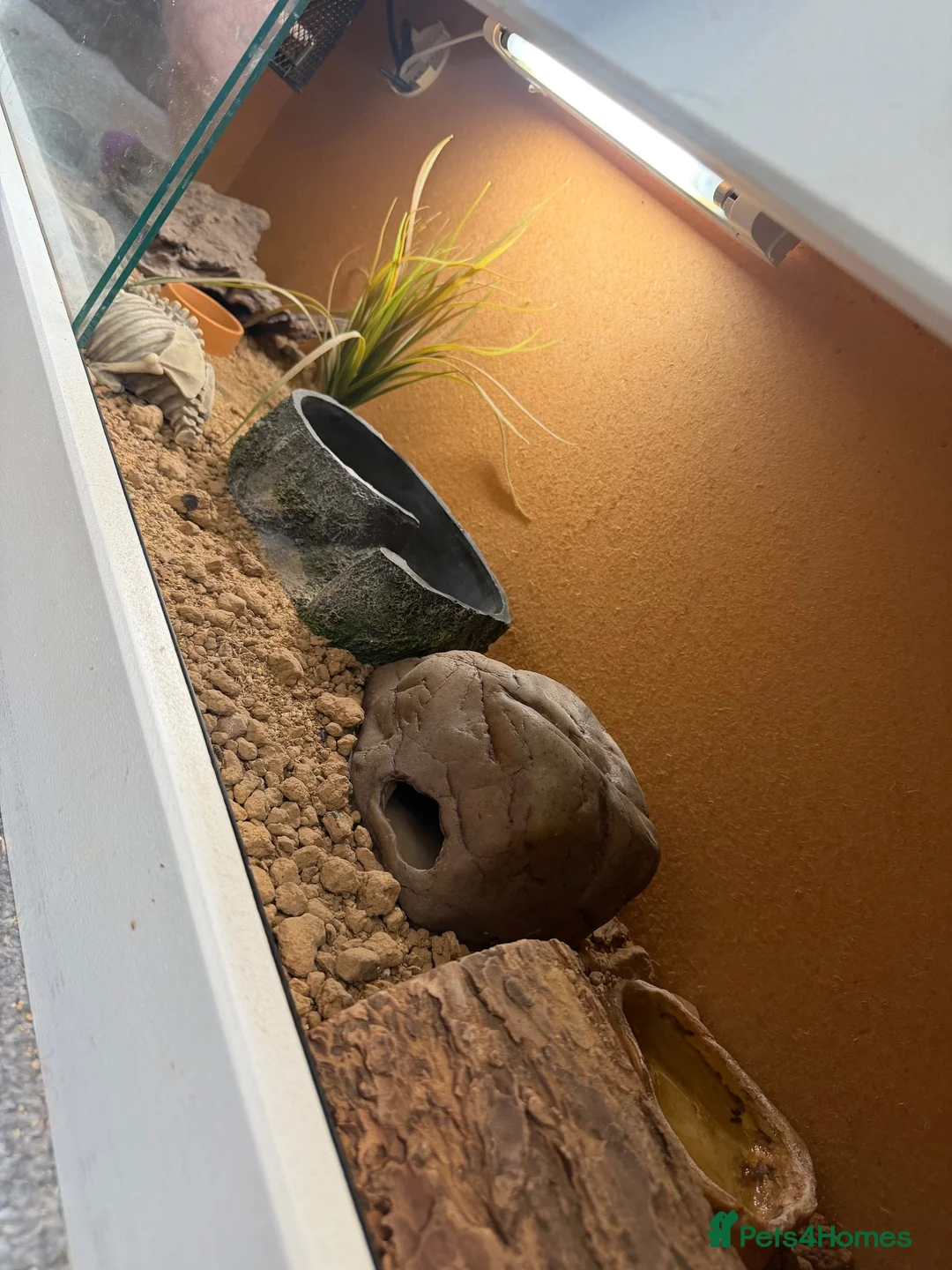 Gecko reptiles for sale: 4.5 year old leopard gecko  - Advert 3