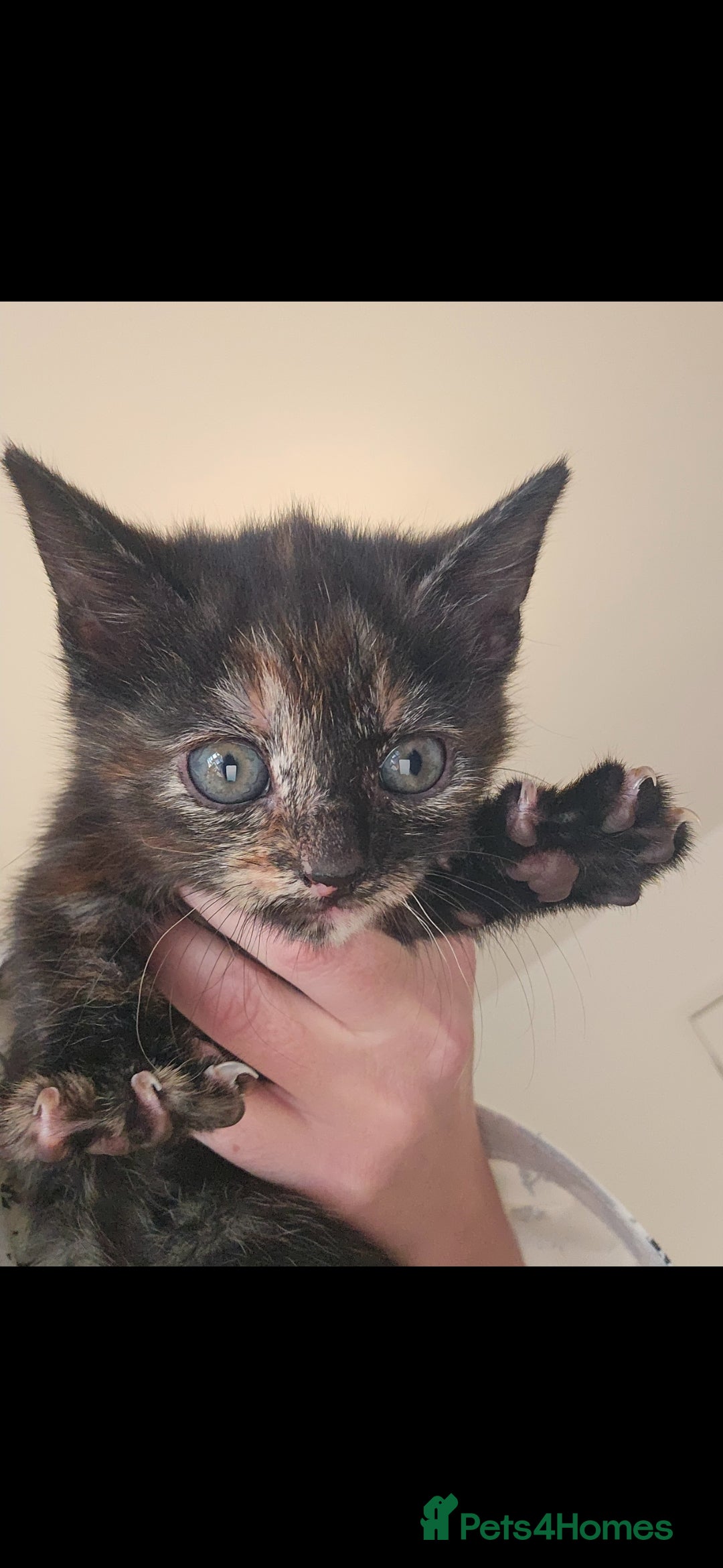 Mixed Breed cats for sale: 3 female kittens. Ready to go 7th jan - Advert 1