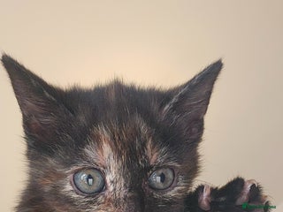 Mixed Breed cats 3 female kittens. Ready to go 7th jan - Advert 16