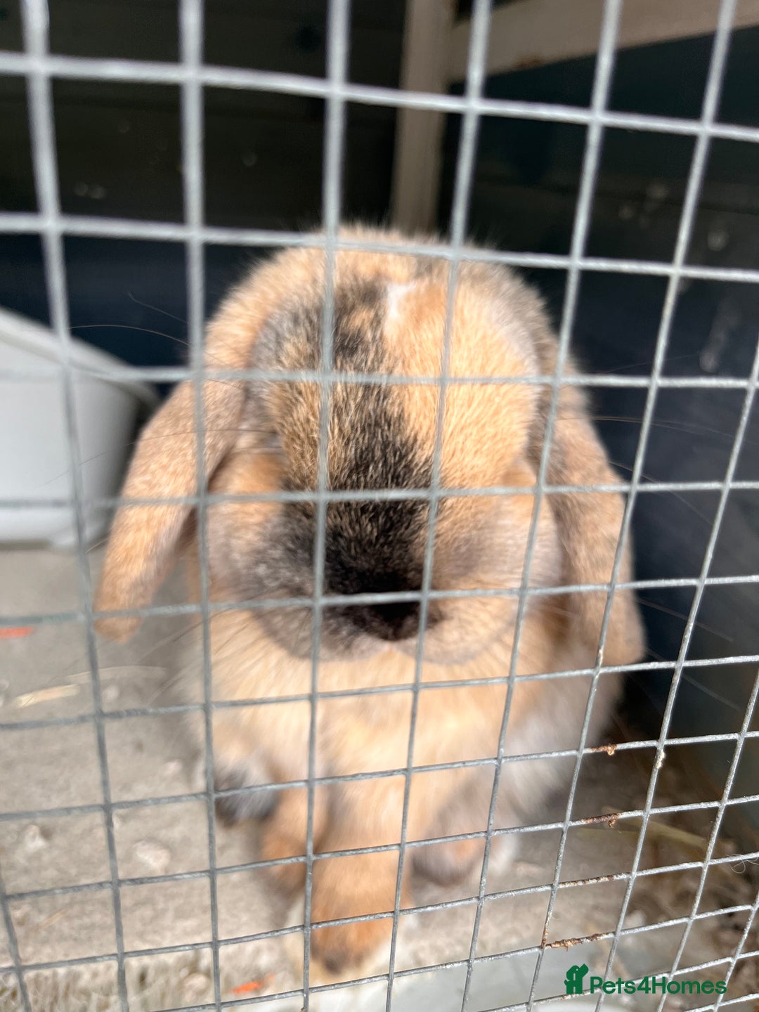 Mini Lop rabbits for sale: Beautiful Mini lop buck for sale  - Advert 5