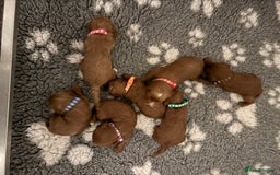 Cockapoo dogs for sale: Stunning Red F1b Cockapoos - Image 2