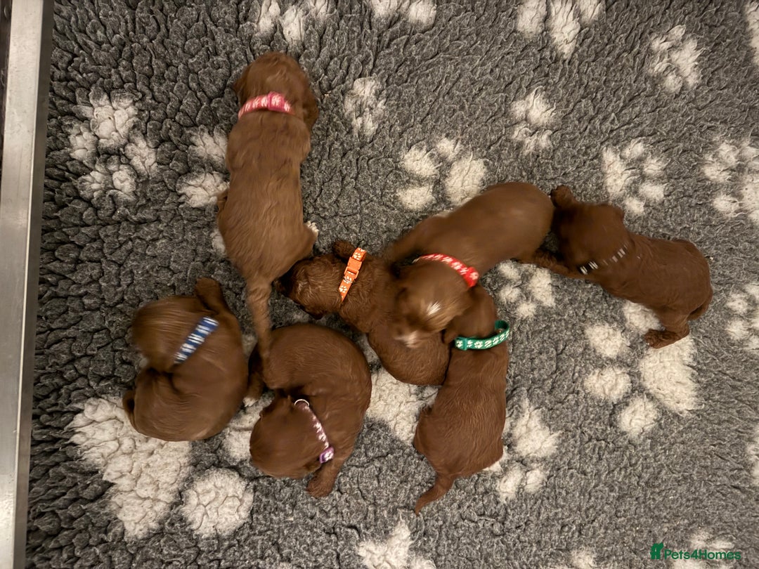 Cockapoo dogs for sale: Stunning Red F1b Cockapoos - Image 2