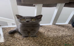 British Shorthair cats for sale: British shorthair cat - Image 3
