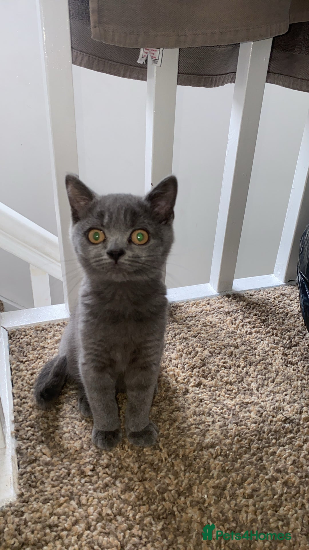 British Shorthair cats for sale: British shorthair cat - Image 3