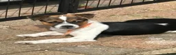 Mixed Breed dogs for sale: Jack Russell  - Advert 1