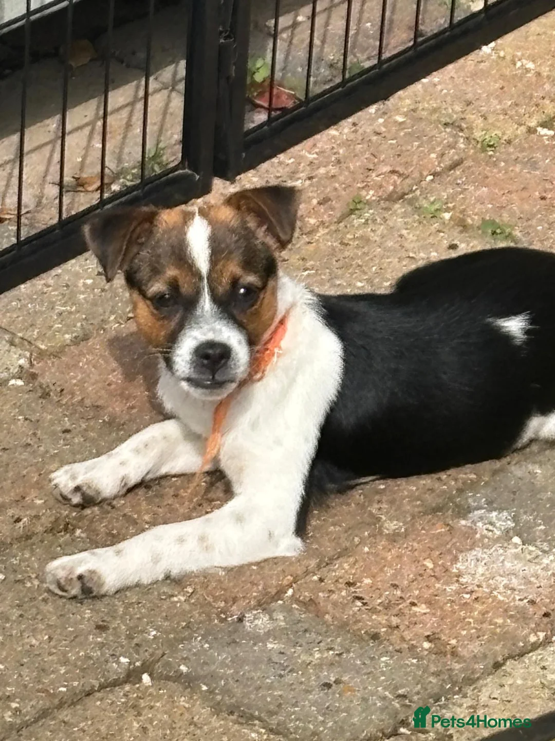 Mixed Breed dogs for sale: Jack Russell  - Advert 1