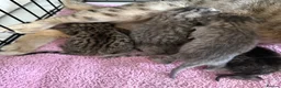 Savannah cats for sale: Striking savannah kittens silver & black/gold - Advert 8