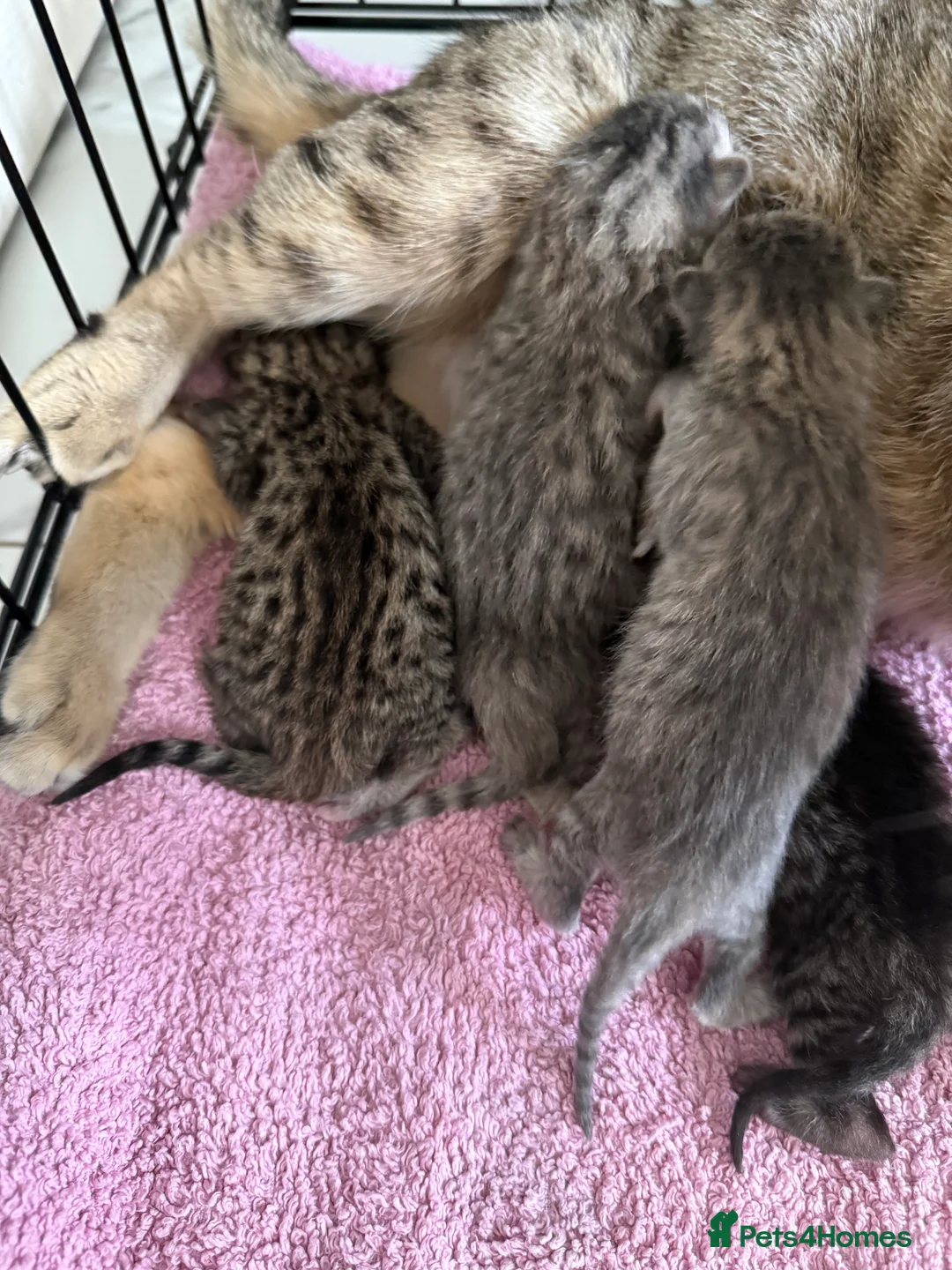 Savannah cats for sale: Striking savannah kittens silver & black/gold - Advert 8
