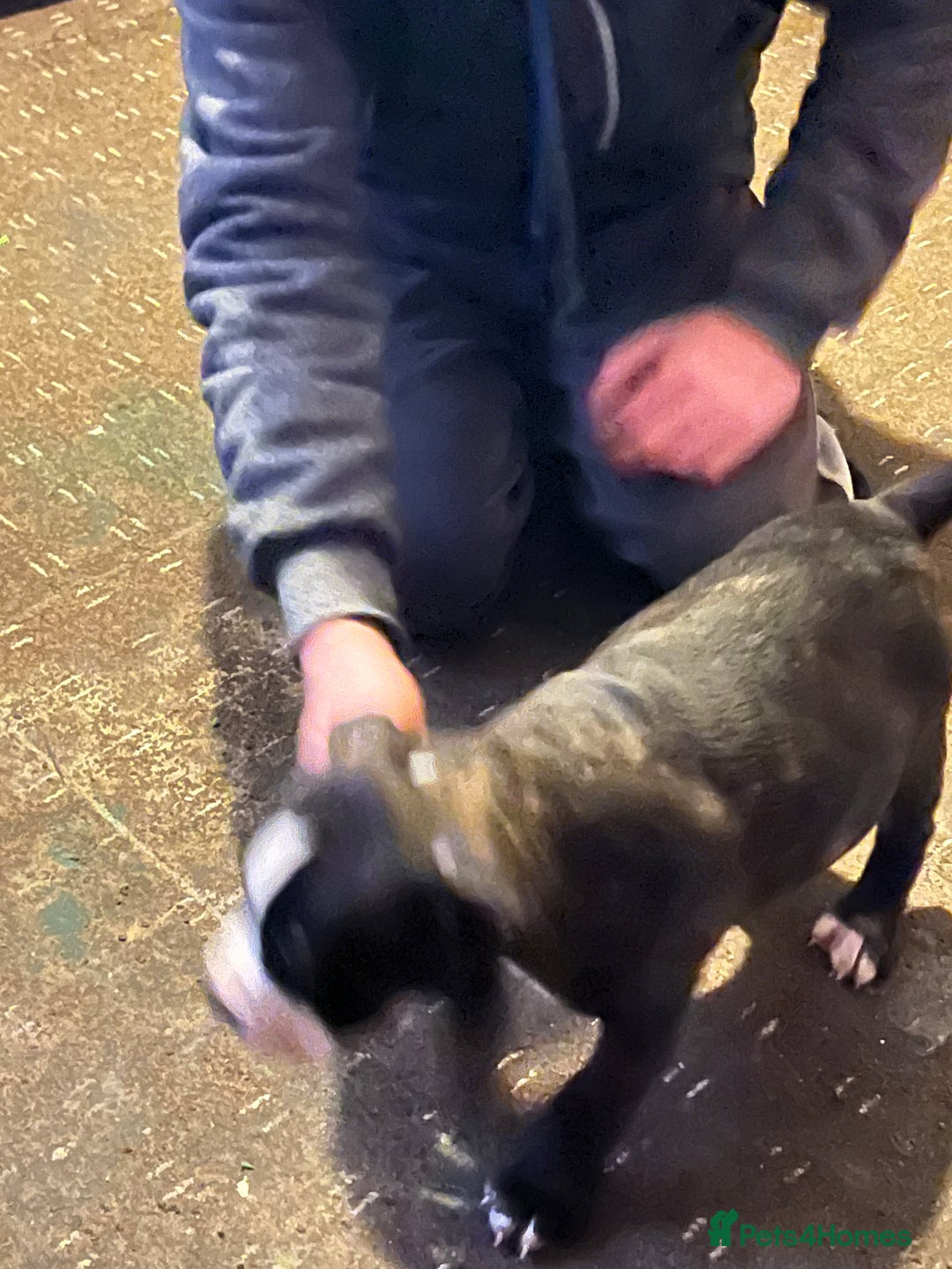 Mixed Breed dogs for sale: Staff x American bully male puppy  - Advert 4