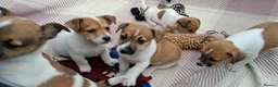 Jack Russell dogs for sale: Pure Jack Russell pups for sale - Advert 13
