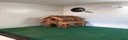 Leopard Gecko reptiles for sale: 2 Female Leopard Geckos + Full Setup  in Southampton - Advert 13