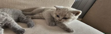 British Shorthair 2