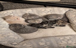 British Shorthair cats for sale: British Shorthair kittens - Image 1