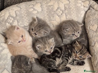 British Shorthair cats - Advert 2