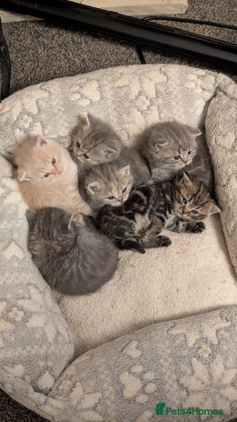 British Shorthair cats - Advert 1