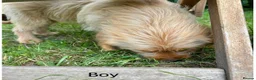 Labradoodle dogs for sale: Adorable Small Labradoodle Puppies - Advert 19