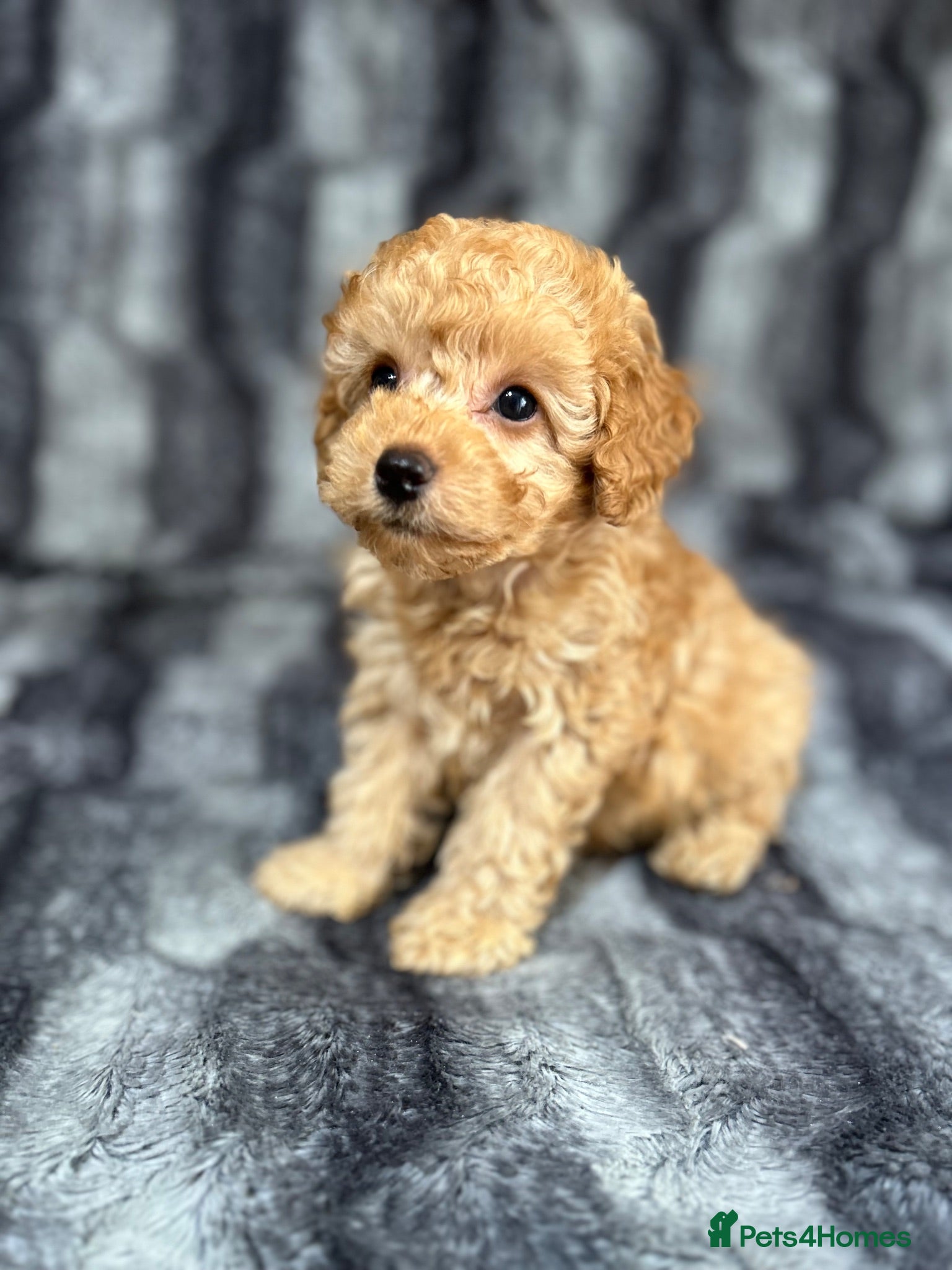 Toy Poodle dogs Toy Poodles Ready Now - Advert 2