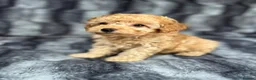 Toy Poodle dogs for sale: KC Toy Poodles Health Tested Parents - Advert 6