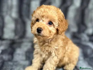 Toy Poodle dogs Toy Poodles Ready Now - Advert 12