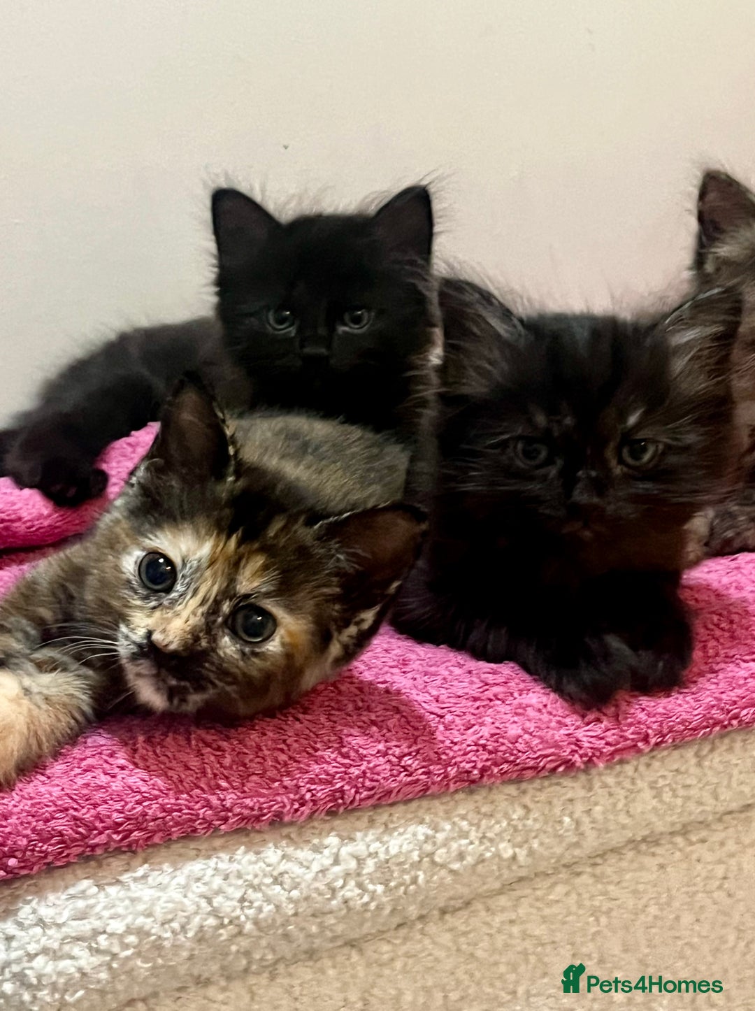 Mixed Breed cats for sale: 2 Black Fluffy Kittens (15wk old brothers) - Image 4