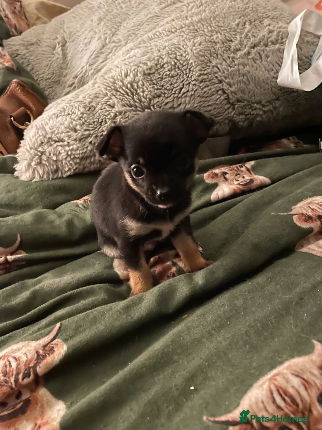 Chihuahua dogs for sale: Tiny chihuahua puppies ready now in Alexandria - Advert 2
