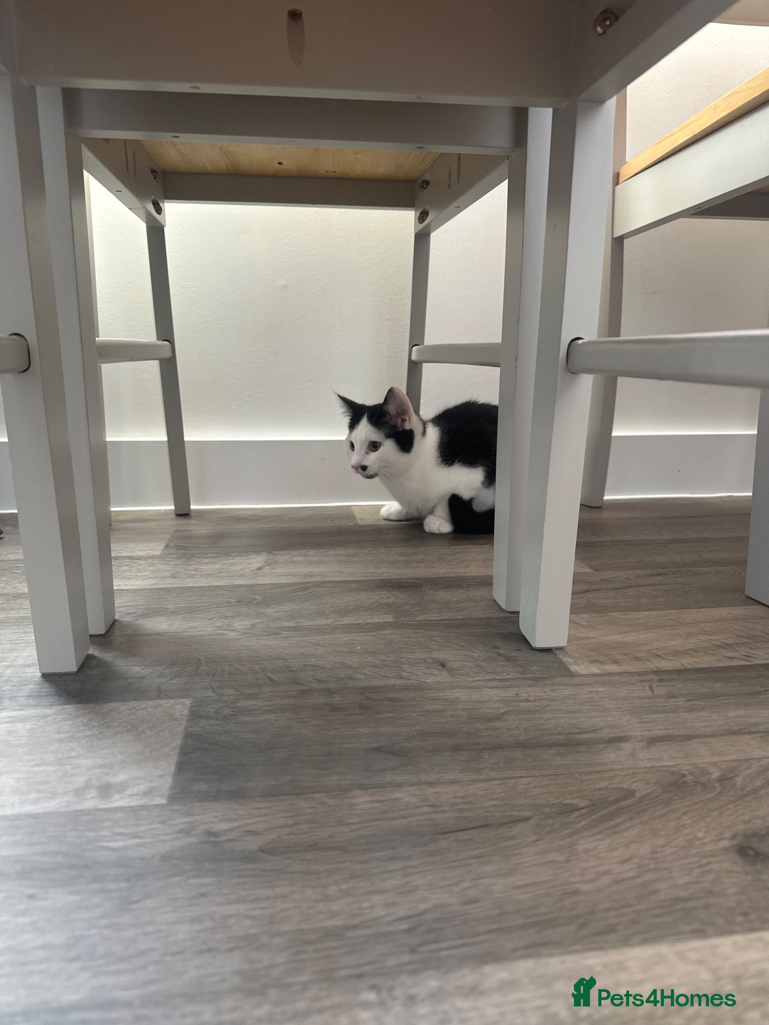 Mixed Breed cats Kitten - Advert 1