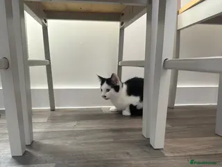 Mixed Breed cats Kitten - Advert 1