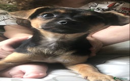 Mixed Breed dogs for sale: Jack-Chi boy for sale - Image 3
